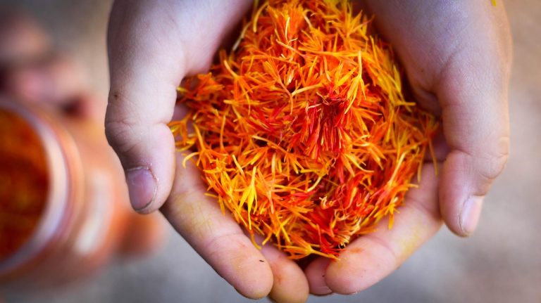 saffron, hand, natural, nature, saffron, saffron, saffron, saffron, saffron-3591029.jpg
